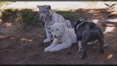 lion tiger vs Pitbull dog funny fight