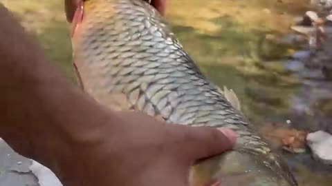 Doğada Tuzda Sazan Balığı 🐟_ Salt Crusted Carp Fish