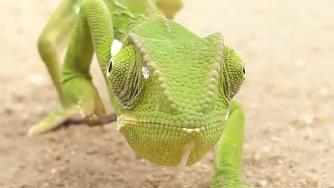 Green (lizard) walk