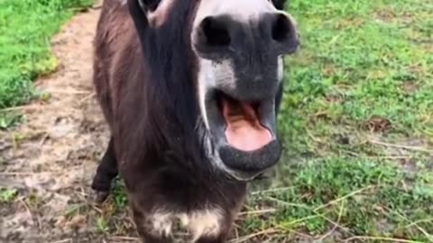 A goat is crying because of its friend that fell down