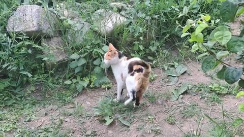 A cute cat is looking for a lizard to hunt.