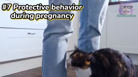 Super Weird Things Only FEMALE Cats Do and Why