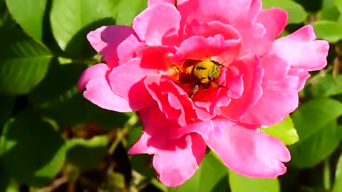 Flowers Bees