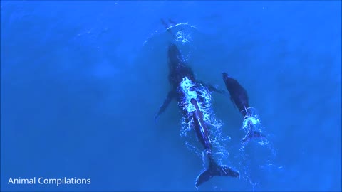 swimming with wild dolphin