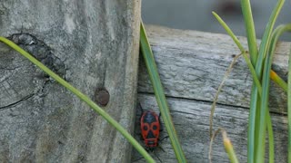 The red worm on a walk