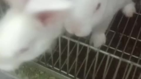 Beautiful pair of rabbits By Shabbir 78 Video