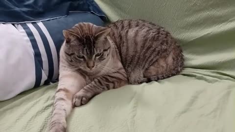 Chill Cat Plays Lazily with a Cat Toy 😻😻