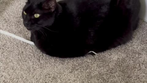 Adopting a Cat from a Shelter Vlog - Cute Precious Piper Guards Her Chew Toy #shorts