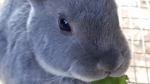 Baby Rabbit Enjoying a Snack