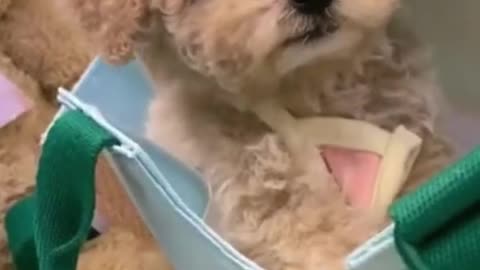 Funny and Cute Dogs Videos Compilation