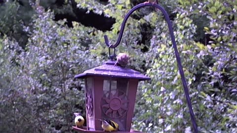 American Goldfinch - Spinus Tristis