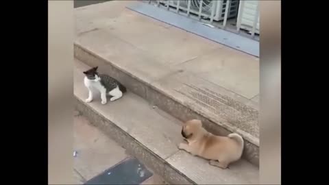 Cat vs Dog| funny animal videos| shorts😆🤣😁😀