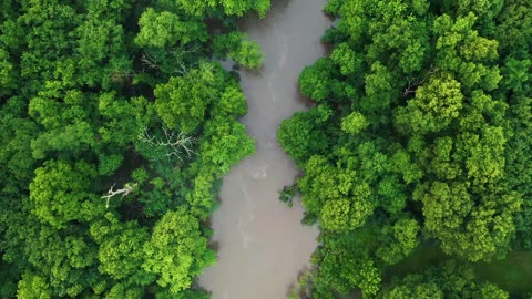 Beautiful nature jungle dron camera video