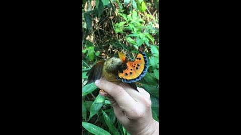 Royal Flycatcher The Most Exotic Bird On The Planet Earth