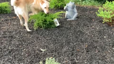 Puppy scared of new garden statue