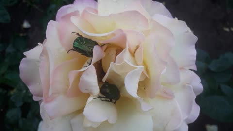 Beetles and roses