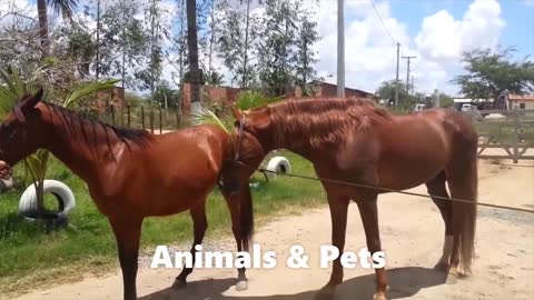 horse mating || Sex Videos