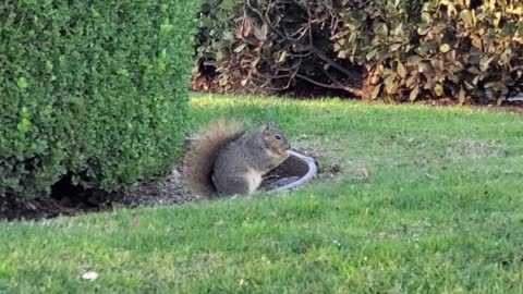 Squirrel in the Wild 06