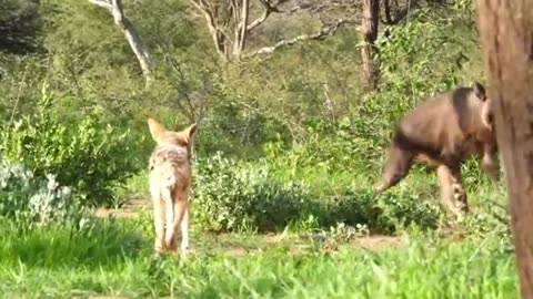 Brown hyena vs lion and wild dogs.