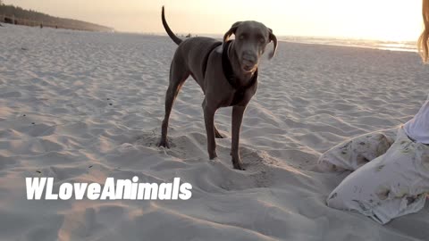 Best Dog handshake EVER