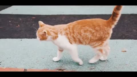 Pets Funny Video ❤️ ❤️ Loving Cat