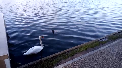 Cygne paisible. Peaceful swan