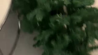 Cat vs Tree