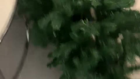 Cat vs Tree