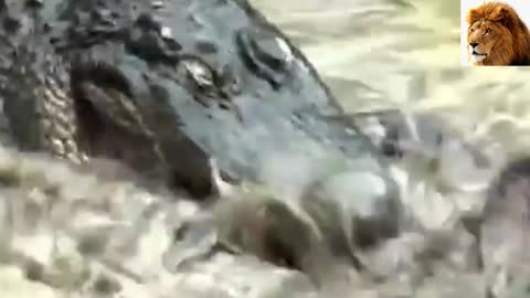 Anaconda vs crocodile fight attack animals video 🦁