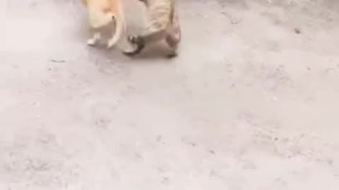 Cute cat versus funny dog fight water let's see who is win, 😁😁😁