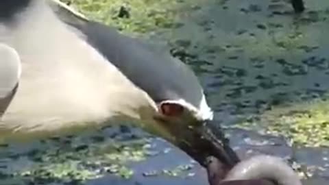 Black heron attack big eel____