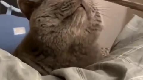 Purr-fect Relaxation: Cat Enjoys a Massage! 🐱💆‍♀️😌✨👌❤️