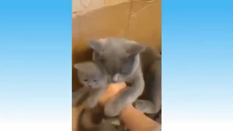 Cat Taking Care Of Her Kitten