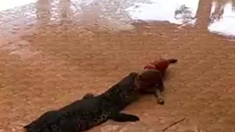 Watch this man sliding into alligator 🐊🐊