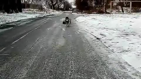 how to walk husky properly