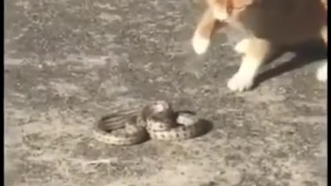 BRAVE CAT VS. SNAKE #SHORTS