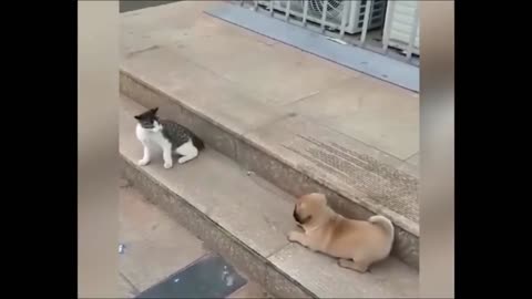 cat vs dog funny video