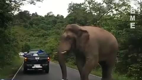 Elephant attack