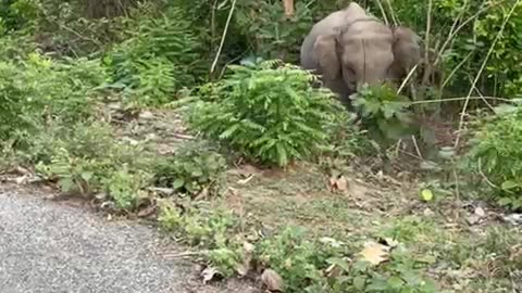 Elephant Attack Our Terrifying Safari in Umred Karhandla Wildlife Sanctuary #elephantattack #safari