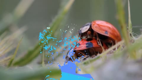 Ladybugs mating