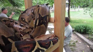 Kids touch Massive Snake