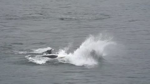 The best orca video ever! J's, K's & some L's breach their way through Active Pass.