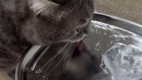 amazing cat drink water