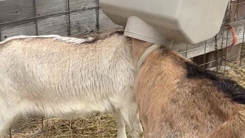 Greedy Goats Get Their Heads Stuck in a Feeder