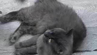 Cute cat is washing on the balcony