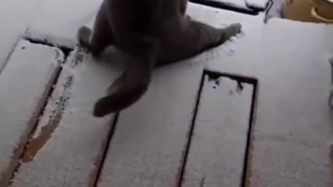 Suki Sliping On Ice ll Cat Walking On Ice ??? But What......