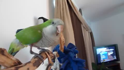 SHEENA, MY QUAKER PARROT TALKING ON VIDEO !!!