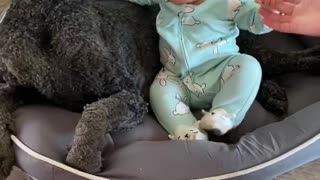 Dog Doesn't Like Easter Outfit As Much As Infant