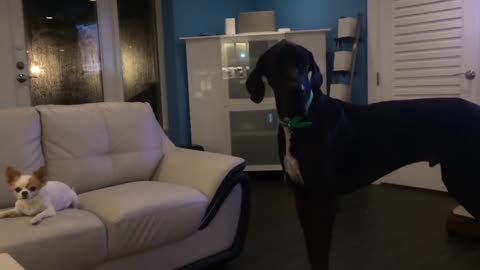 Chihuahua refuses to share treat with Great Dane