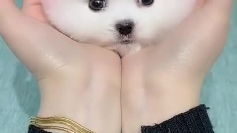 Cutie dog